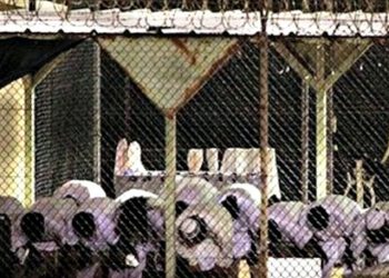 The Fate of the Extremists: The Lovers